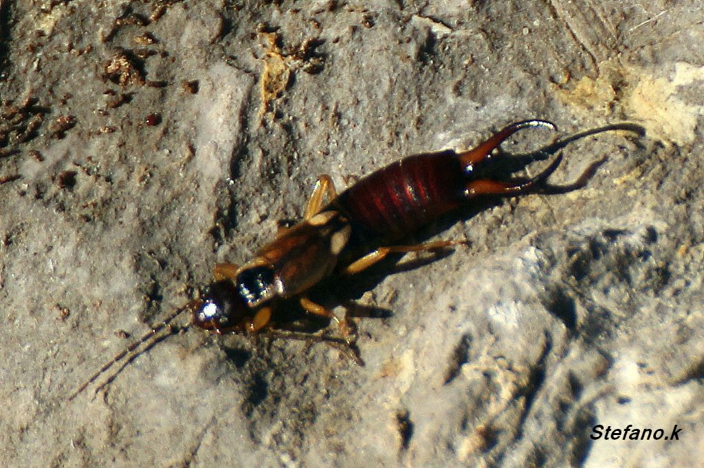 Maschio di Forficula sp.